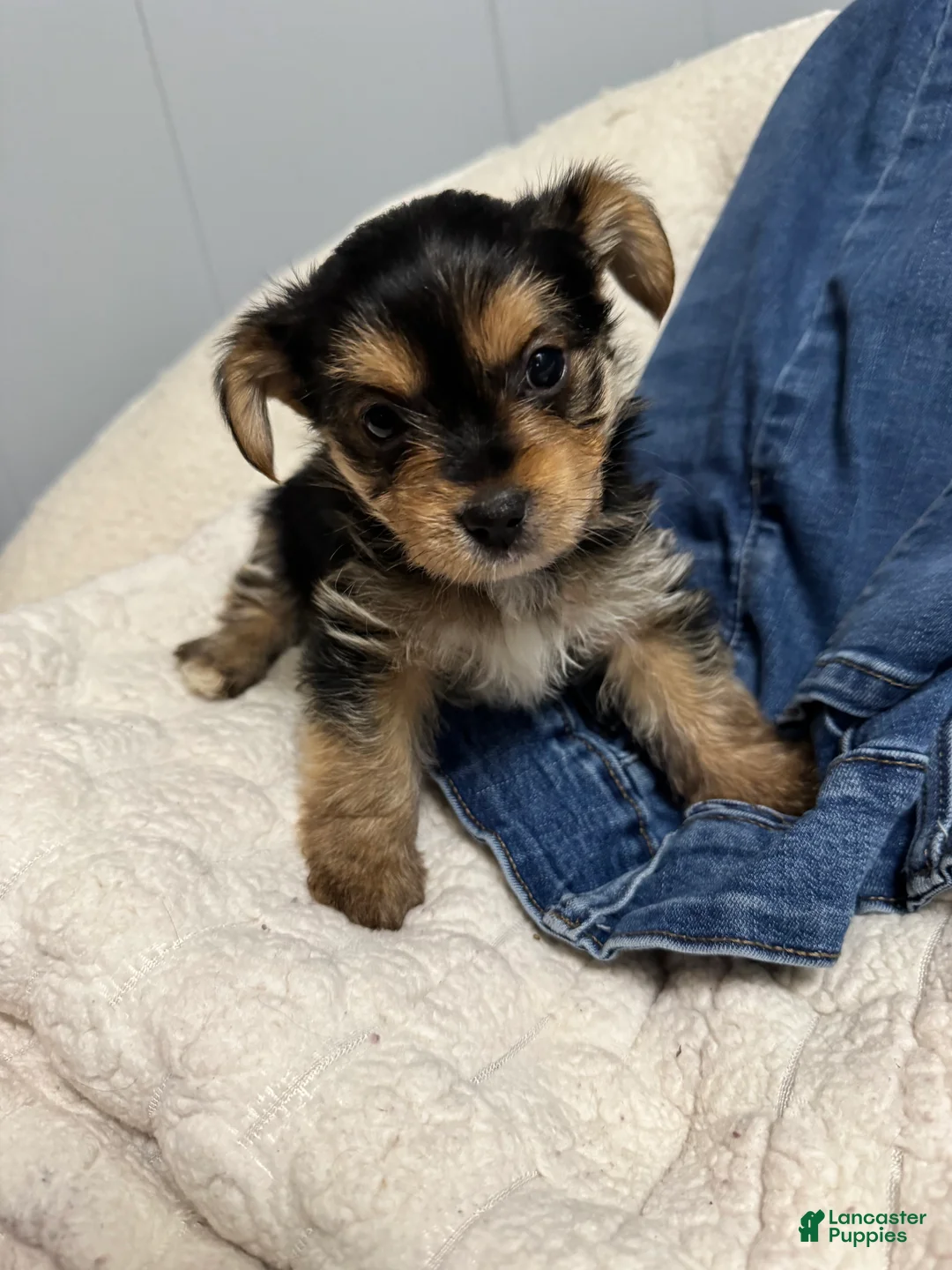 Mixed Breed dogs for sale: Taz - Ad 2
