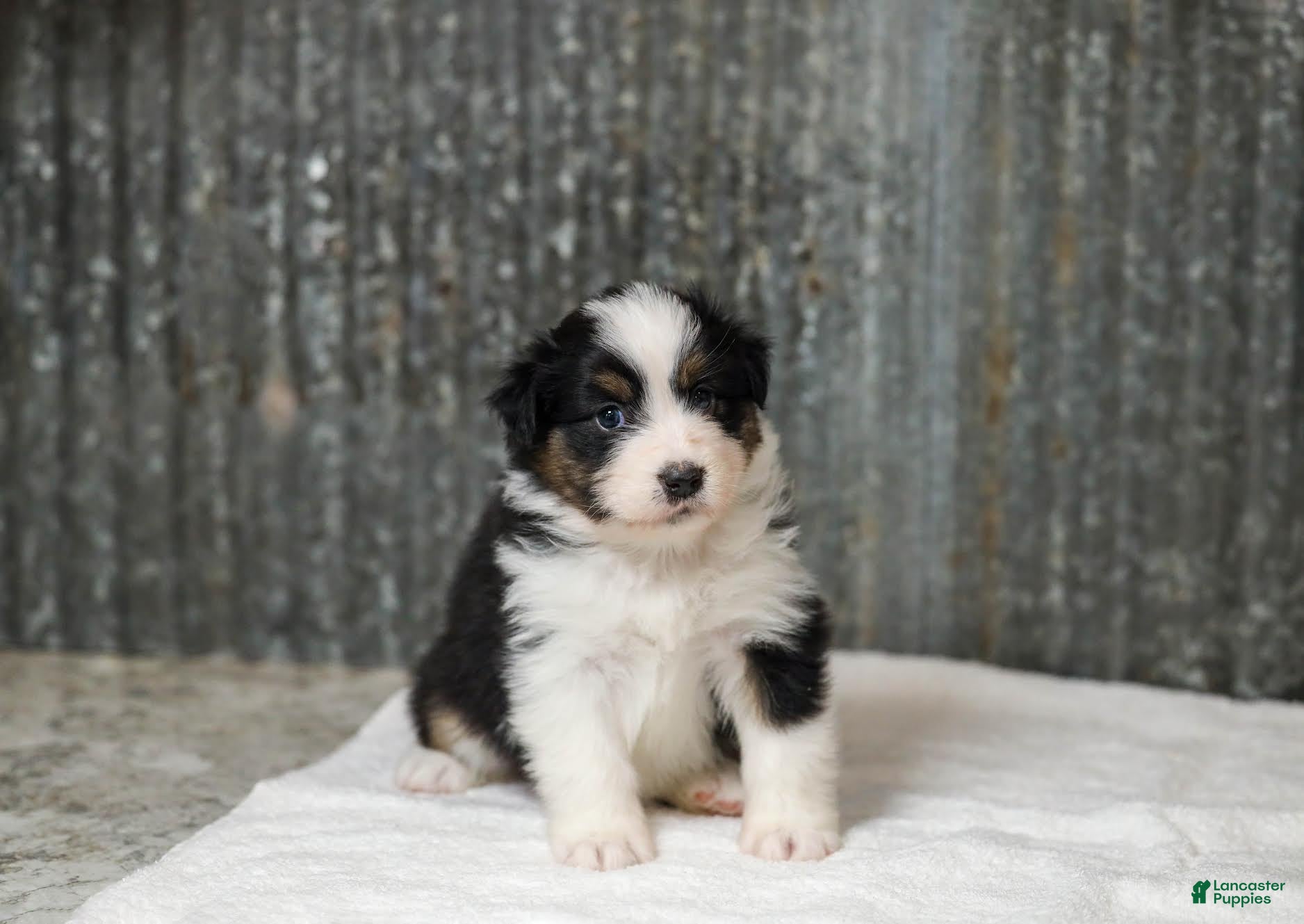 Miniature Australian Shepherd dogs Lassie Miniature Australian Shepherd Puppy  - Ad 2