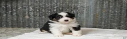 Miniature Australian Shepherd dogs for sale: Lassie Miniature Australian Shepherd Puppy  - Ad 4