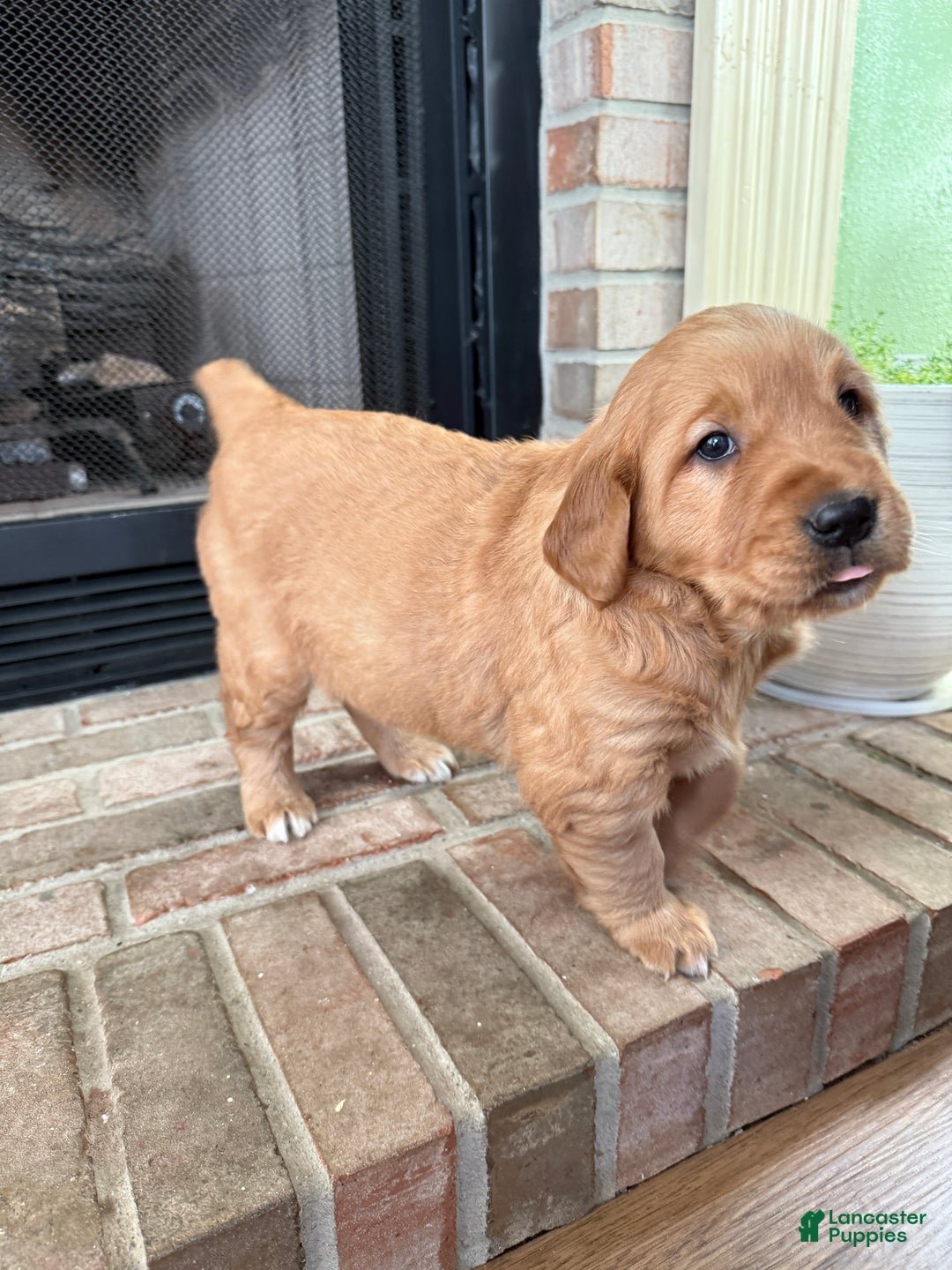 Golden Retriever dogs for sale: Summer - Ad 4