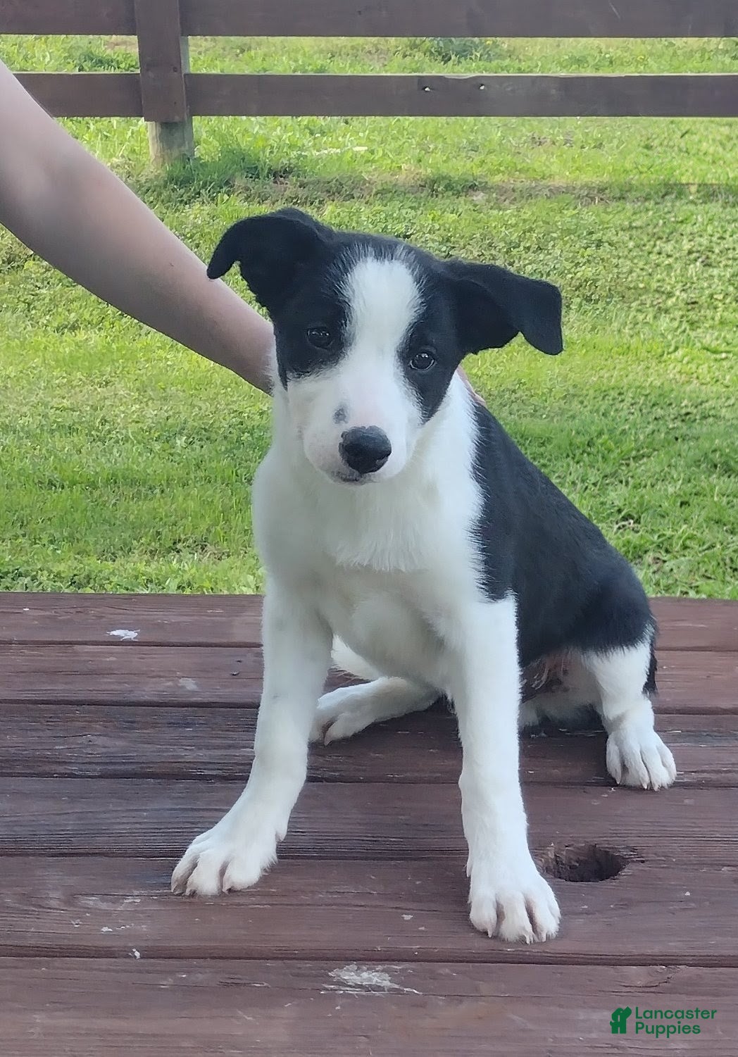 Border Collie dogs Parker - Ad 1