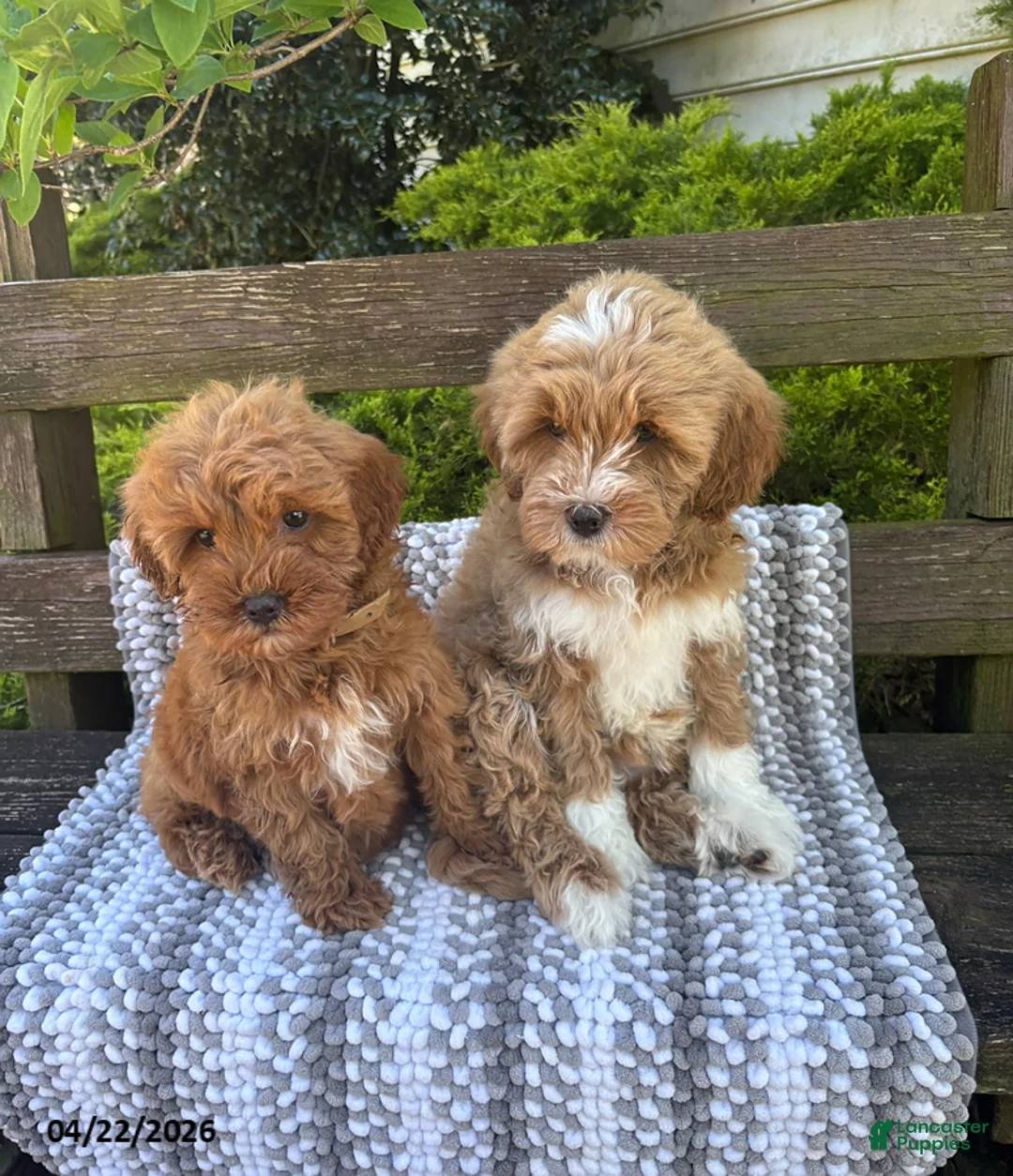 Mini Goldendoodle dogs for sale: Buttercup - Ad 8