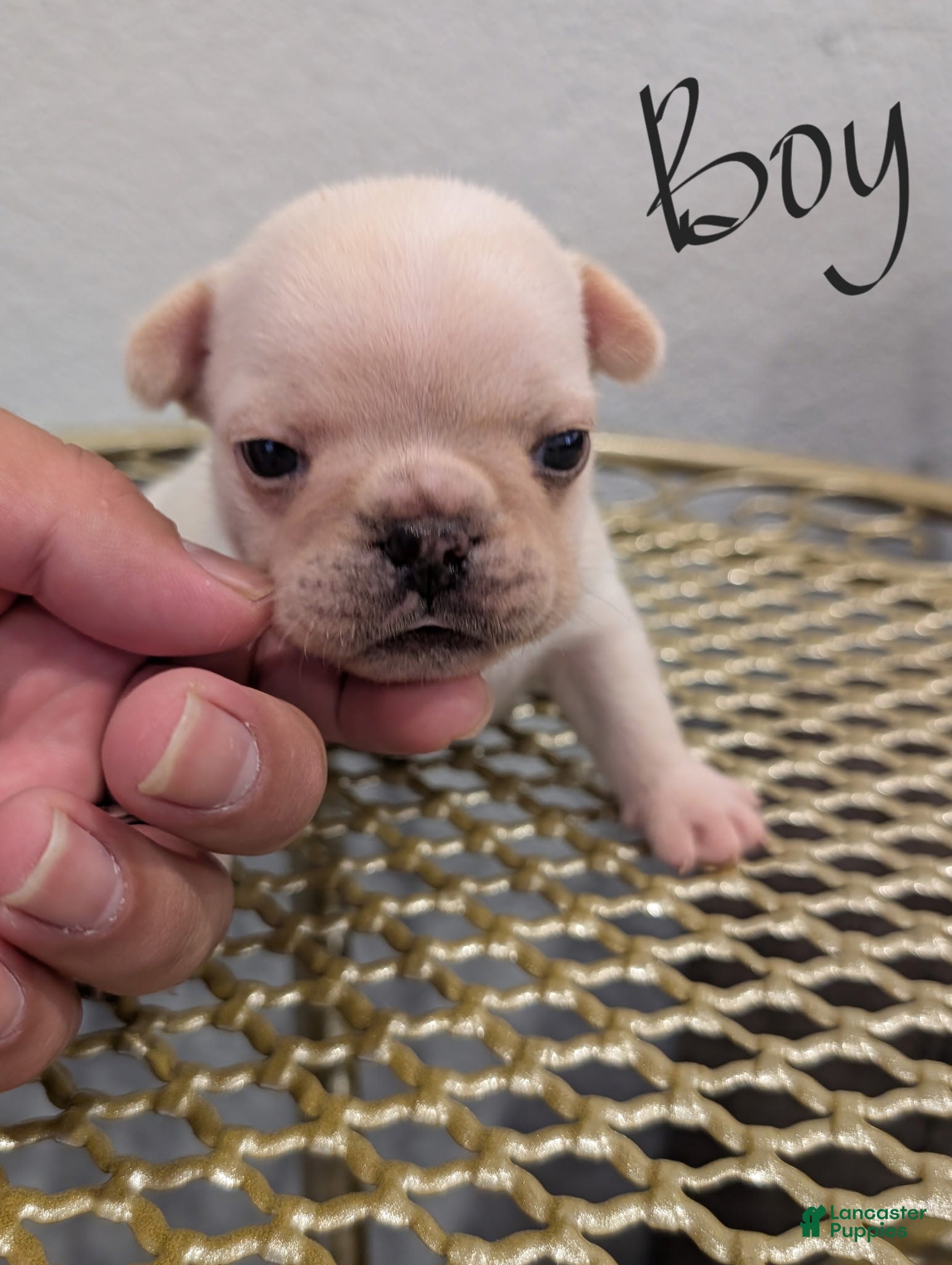 French Bulldog dogs for sale: French Bulldog boy #3 - Ad 3