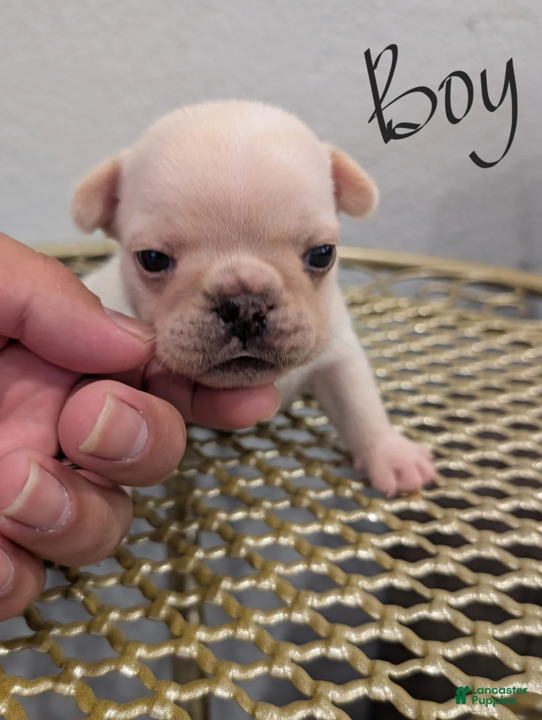 French Bulldog dogs for sale: French Bulldog boy #3 - Ad 1
