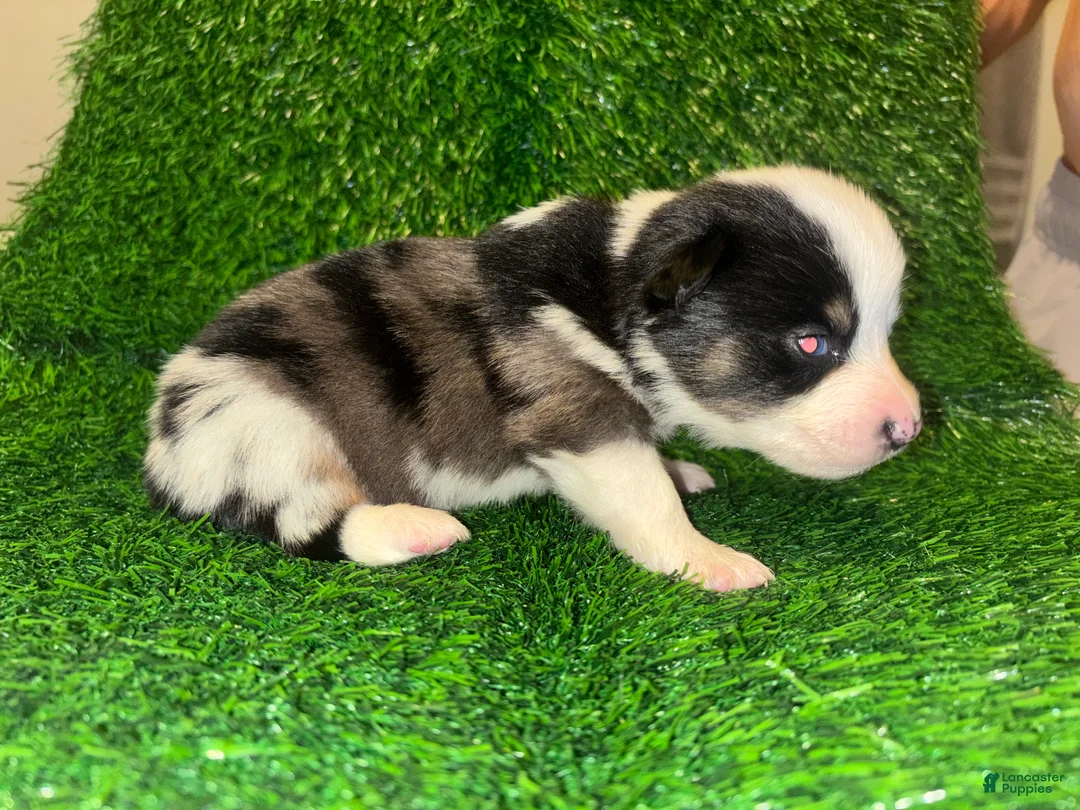 Mixed Breed dogs for sale: Auggie Male Merle - Ad 2