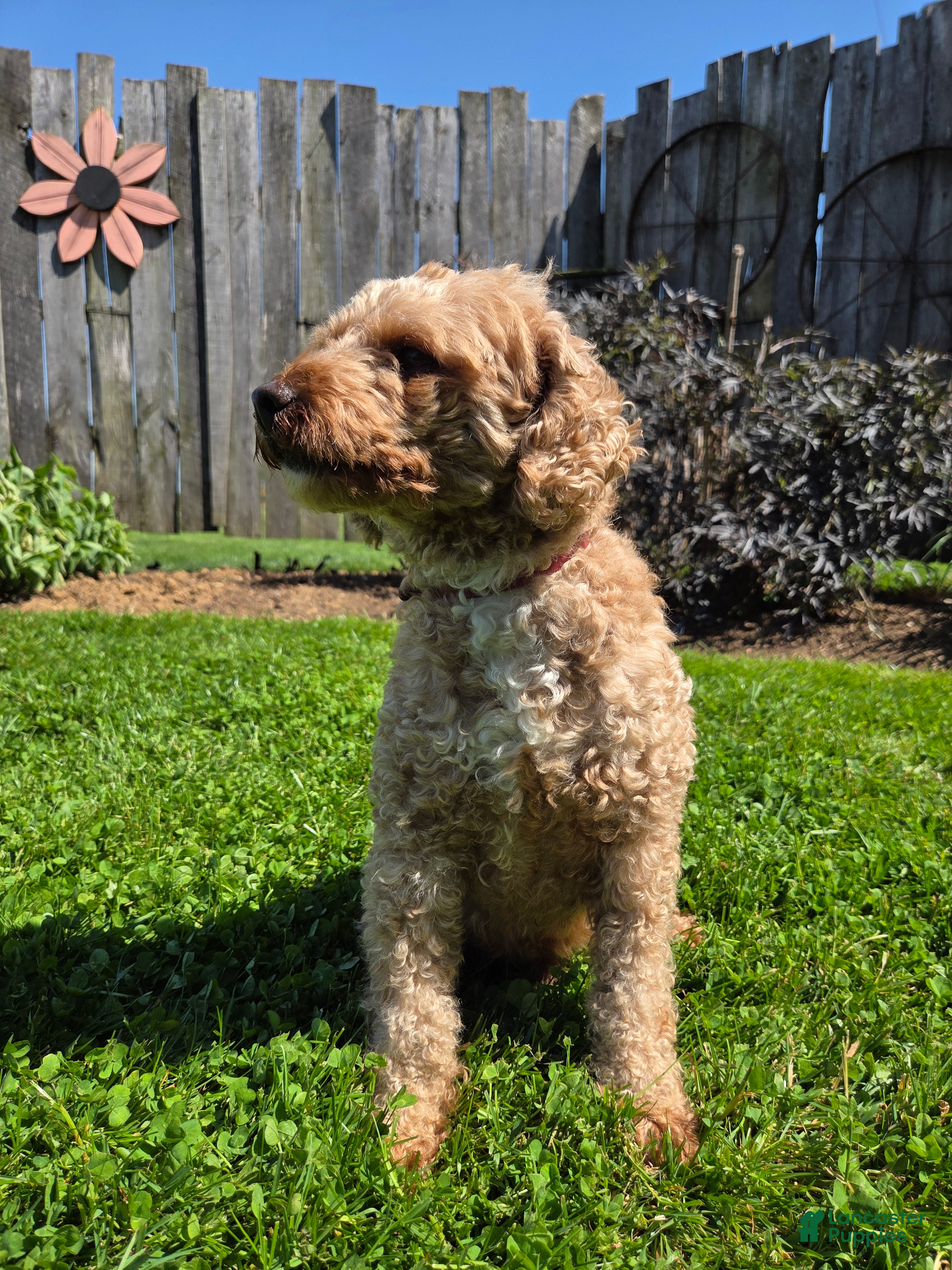 Toby