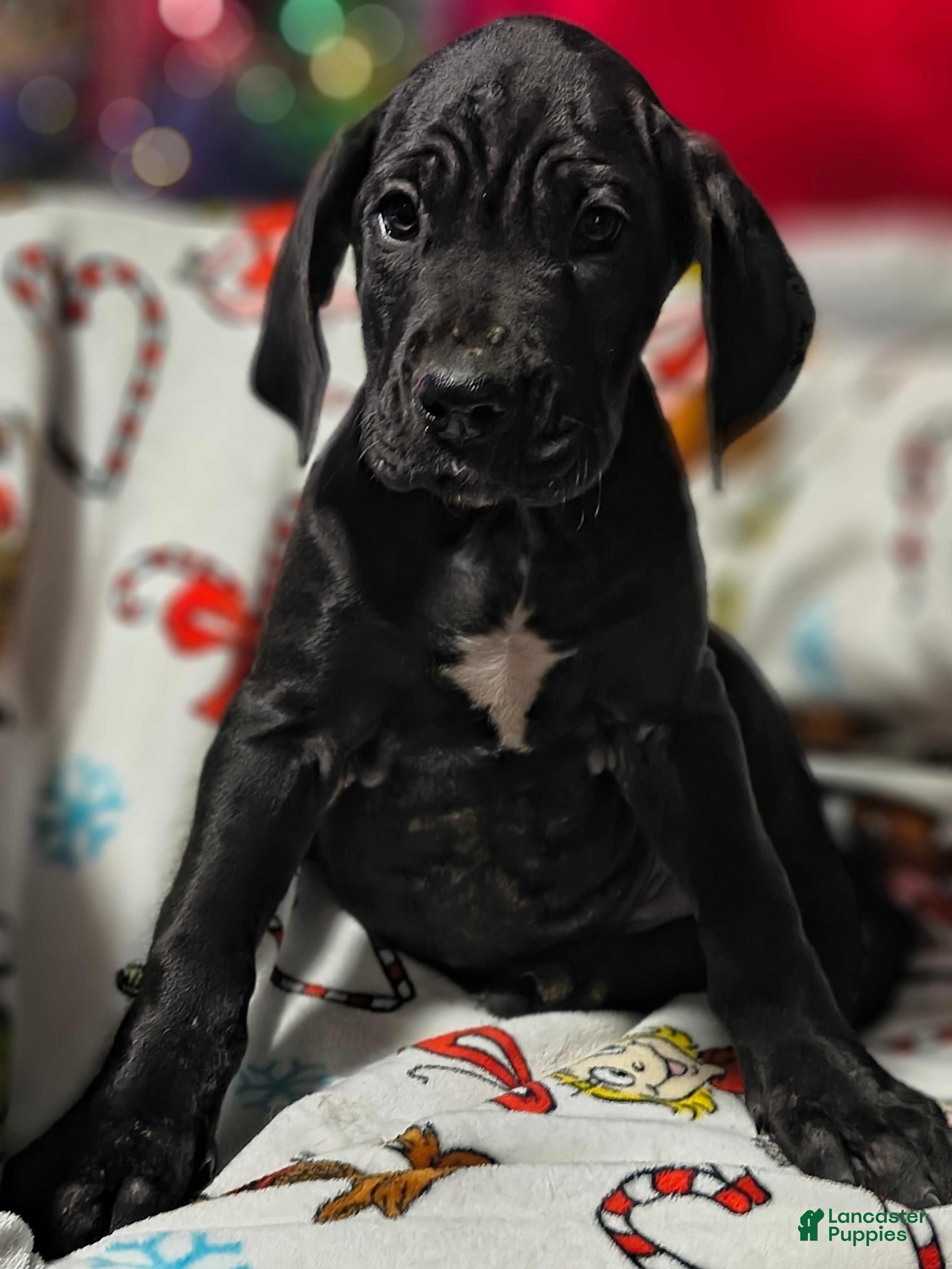 Great Dane dogs Devon  - Ad 1