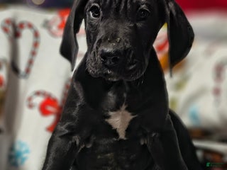 Great Dane dogs Devon - Ad 38