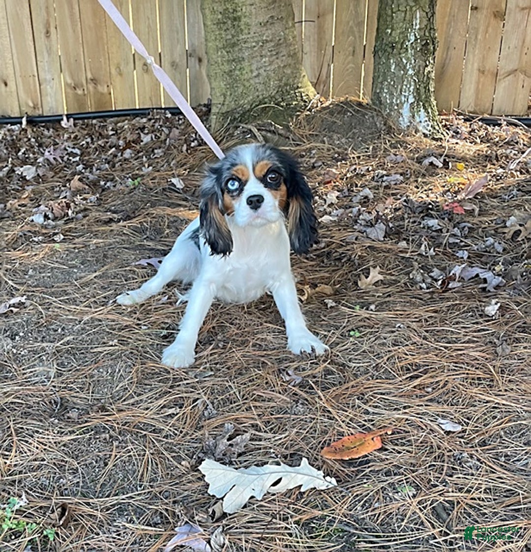 Cavalier King Charles Spaniel dogs for sale: Kipp - Ad 4