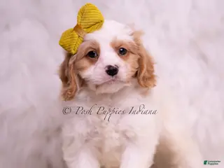 Cavapoo dogs Zoomie - Ad 28