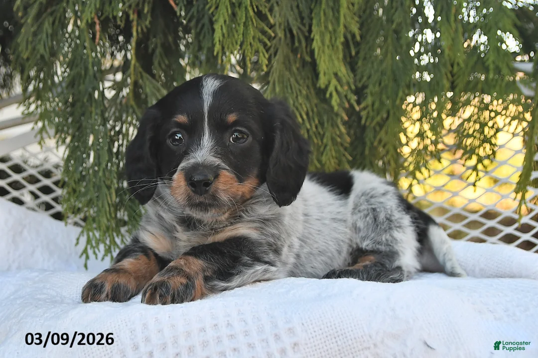 Miniature Dachshund dogs for sale: Misty - Ad 2