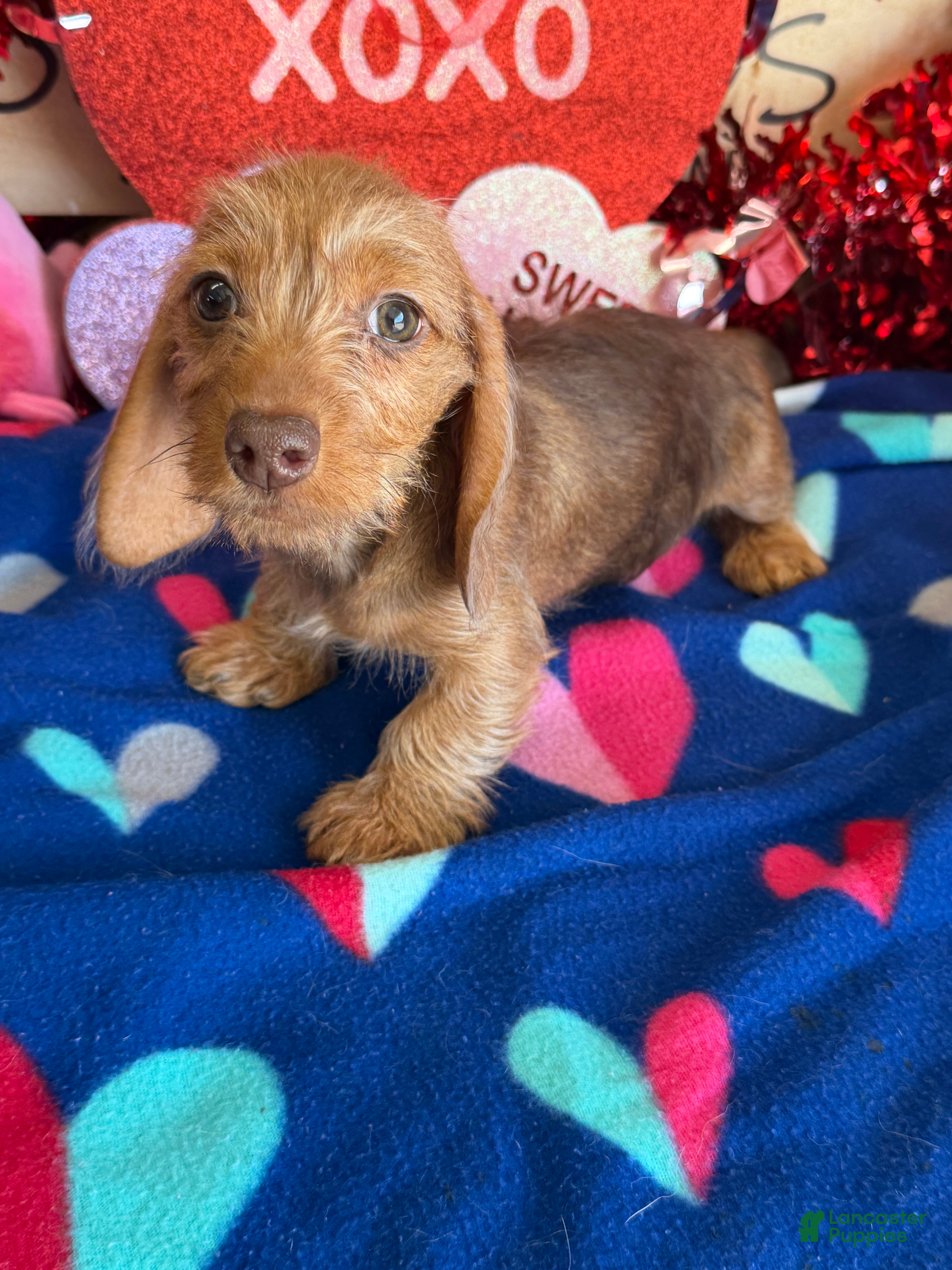 Miniature Dachshund dogs Dixie - Ad 11