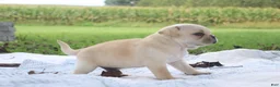 Pug dogs for sale: Chestnut -male- - Ad 2
