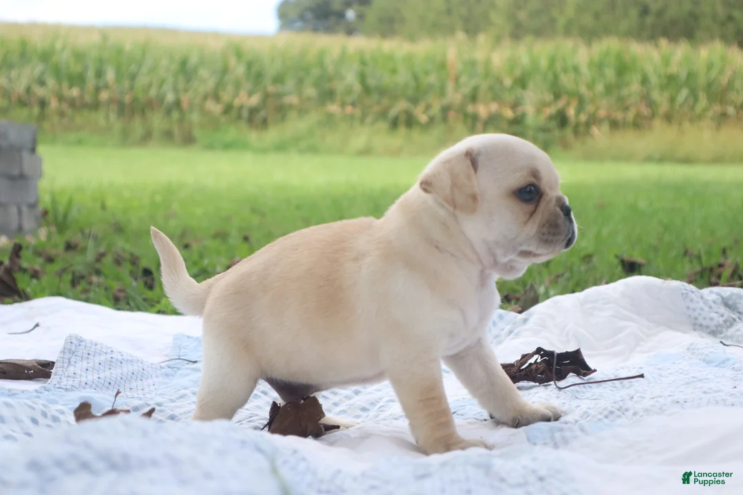Pug dogs for sale: Chestnut -male- - Ad 2
