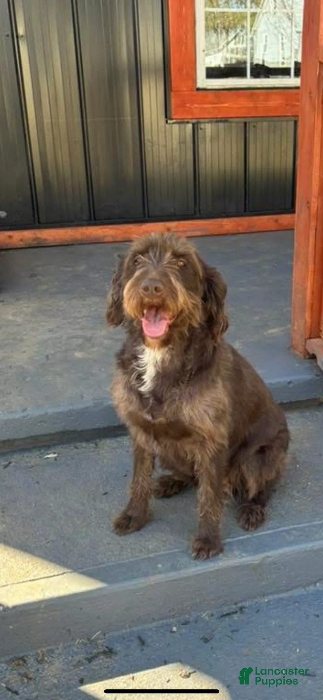 Labradoodle dogs for sale: Labradoodle Puppy 6 - Ad 2