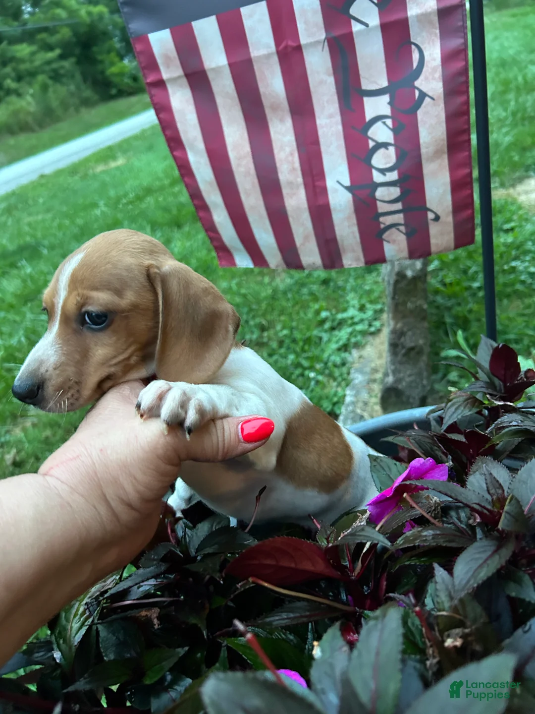 Miniature Dachshund dogs for sale: Miniature Dachshund 2 - Ad 2