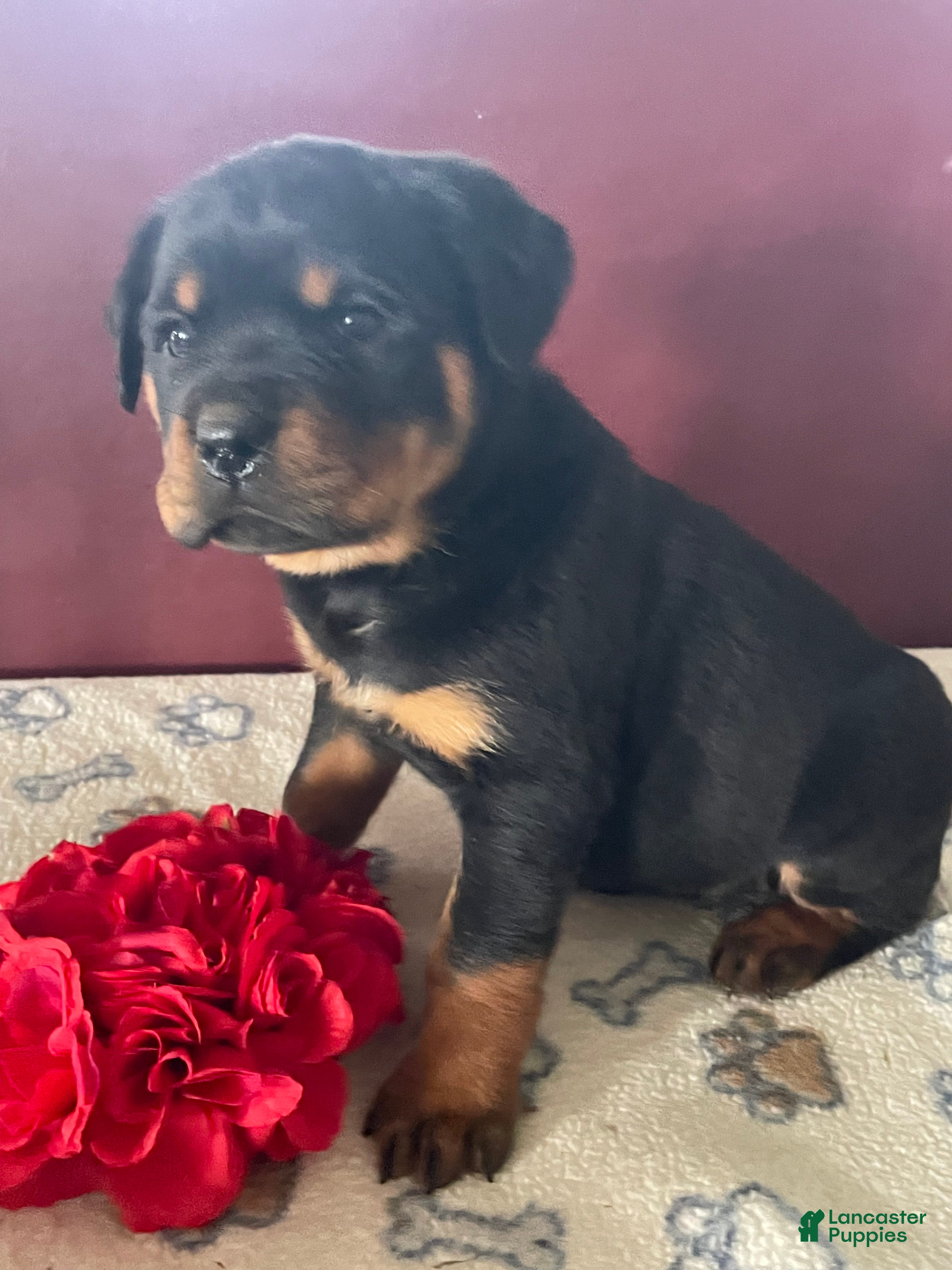 Rottweiler dogs Taffy - Ad 24
