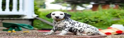 Dalmatian dogs for sale: Tom - Ad 3