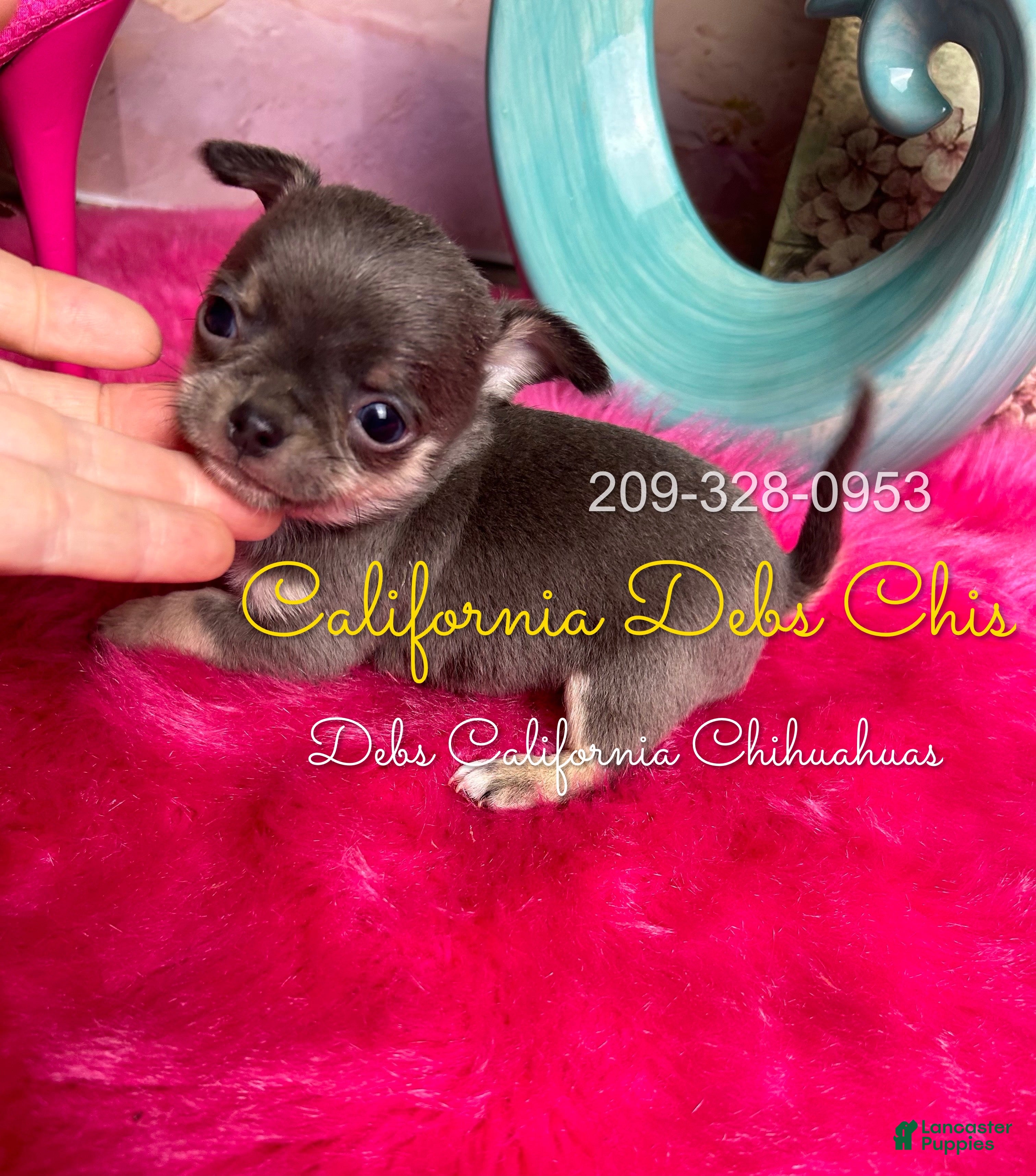 Chihuahua dogs BLUEJAY  - Ad 1