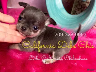 Chihuahua dogs for sale: BLUEJAY - Ad 2
