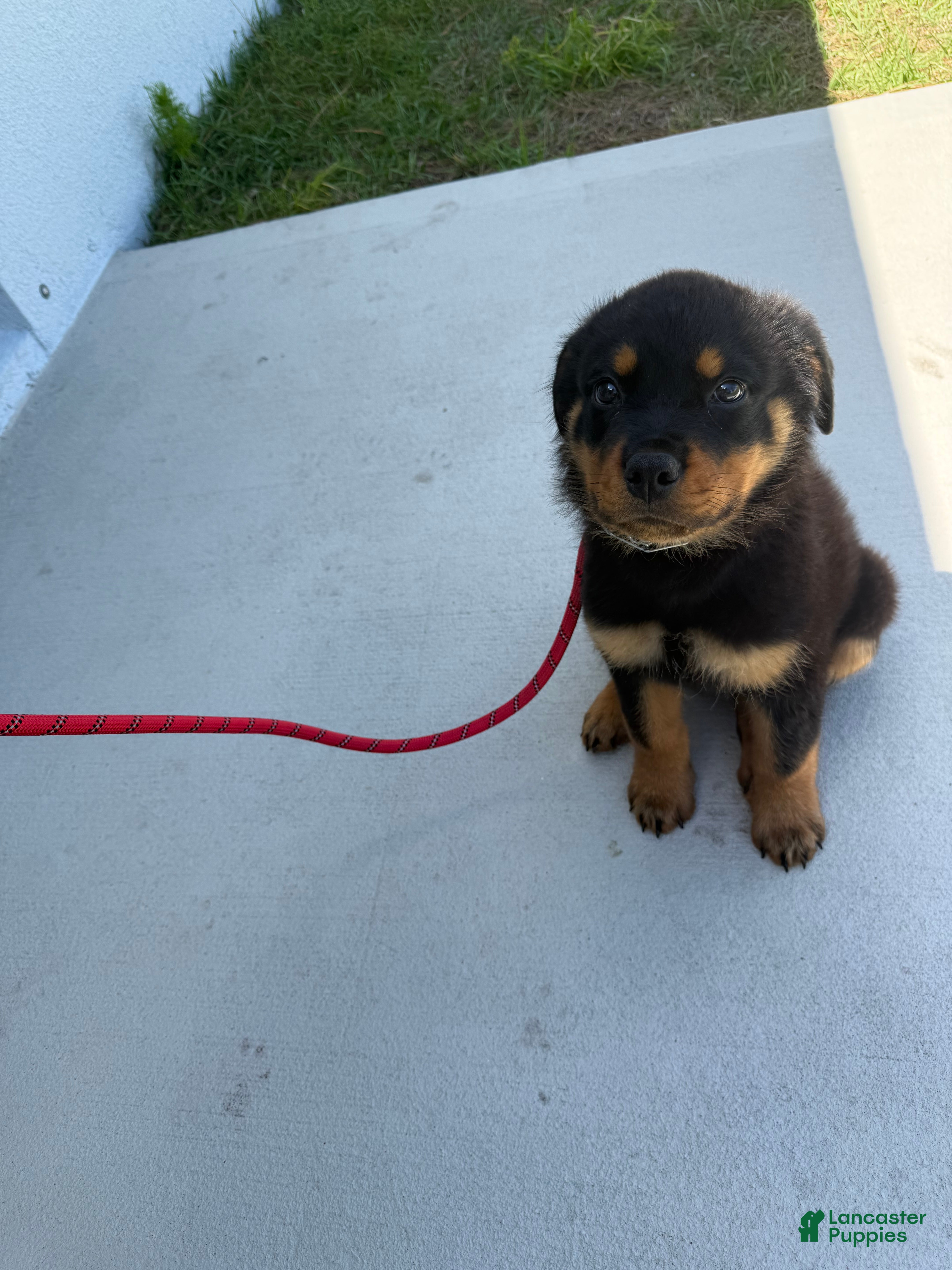 Rottweiler dogs Rottweiler Puppy 1 - Ad 2