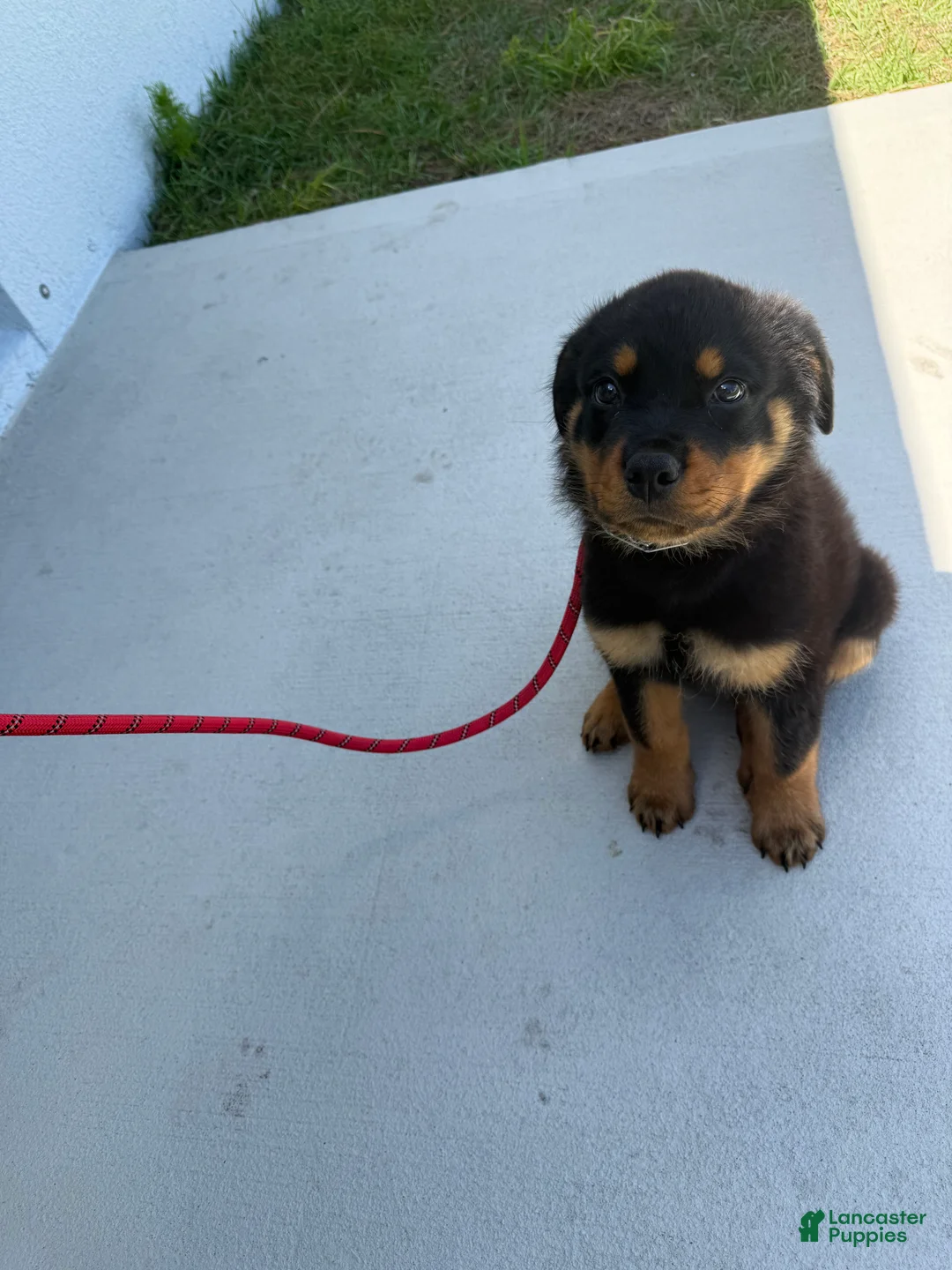 Rottweiler dogs for sale: Rottweiler Puppy 1 - Ad 1