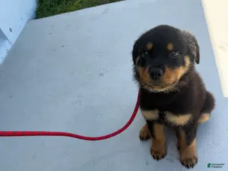 Rottweiler dogs Rottweiler Puppy 1 - Ad 2
