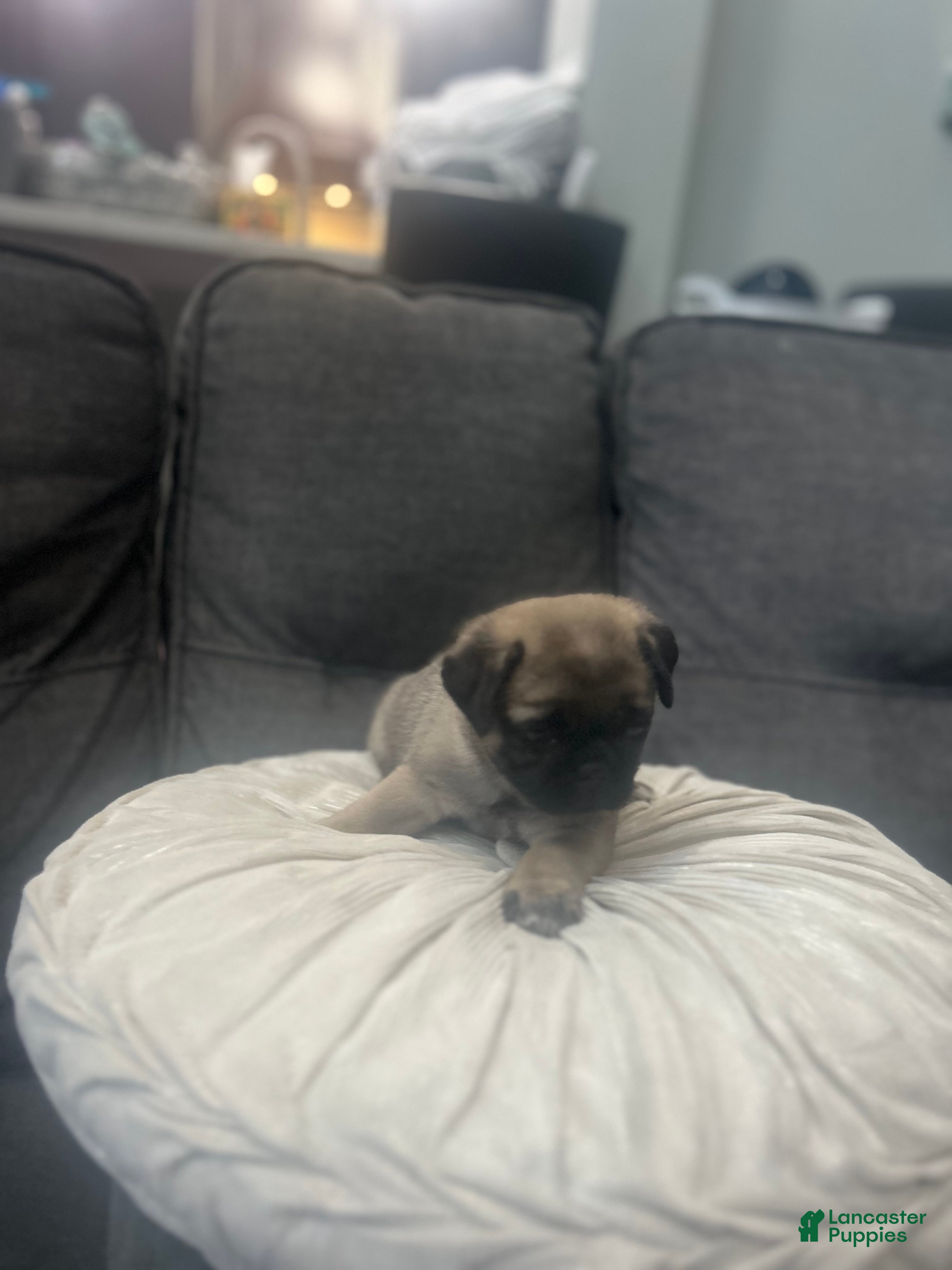 Pug dogs Tucker - Ad 2