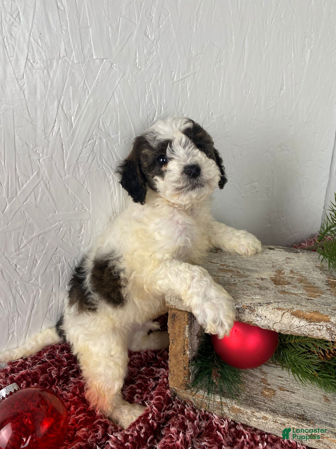 Cockapoo dogs for sale: Hunter - Ad 4