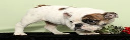 English Bulldog dogs for sale: Holly - Ad 4