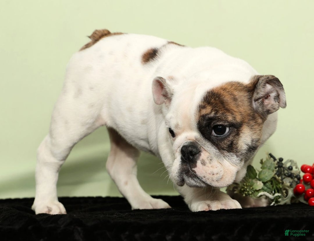 English Bulldog dogs for sale: Holly - Ad 4