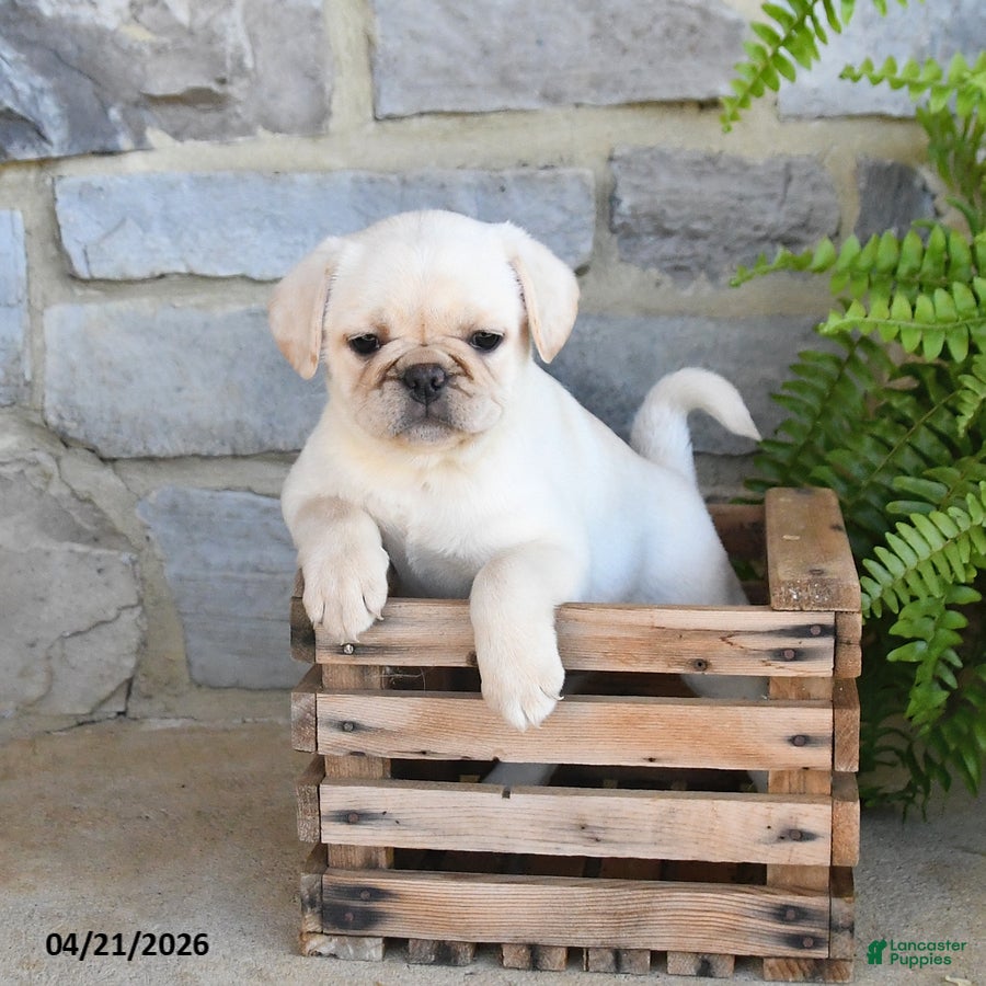 Frug dogs Hazel - Ad 1
