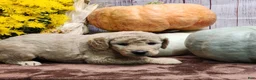 Goldendoodle dogs for sale: Mira - Ad 1