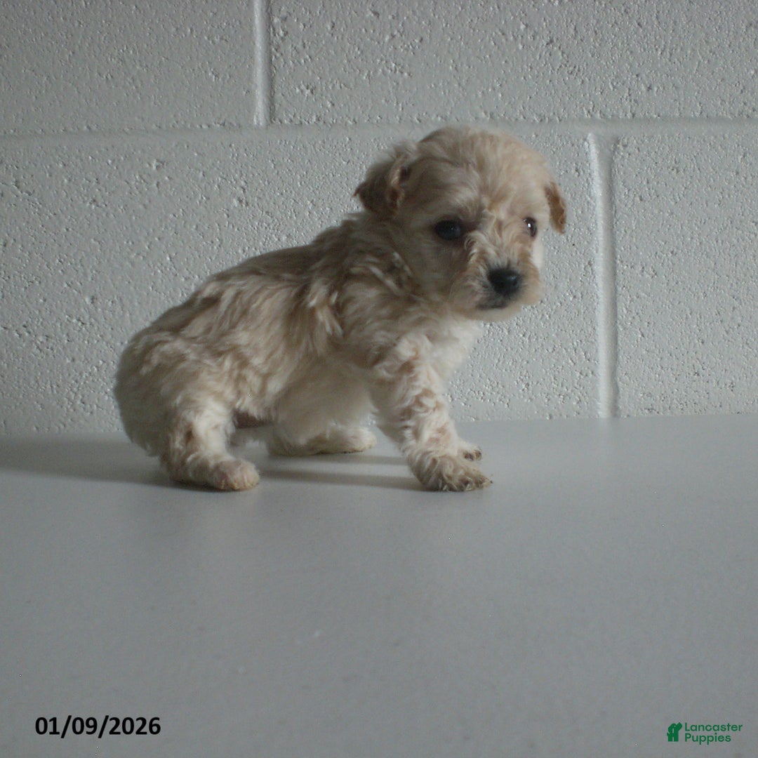 Yorkiepoo dogs for sale: Kelly - Ad 10