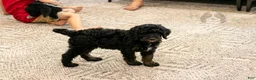 Bernedoodle dogs for sale: Denali - Ready Now! - Ad 5