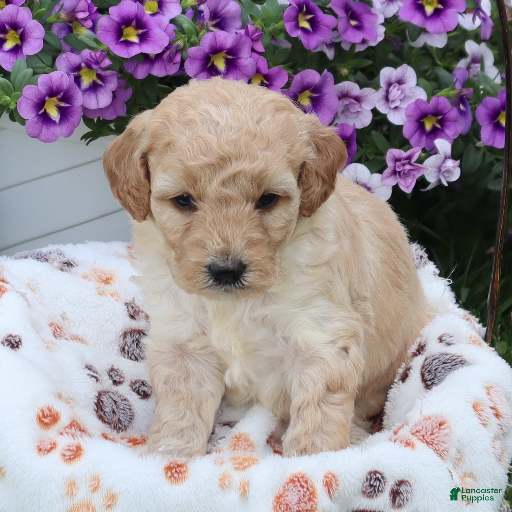 Mini Goldendoodle dogs Fluffy - Ad 2