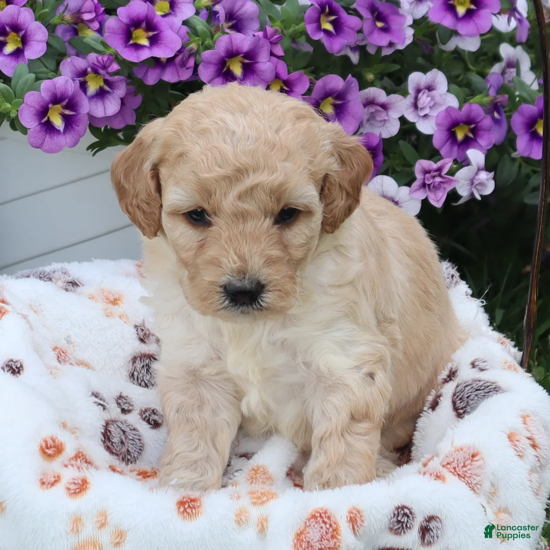 Mini Goldendoodle dogs for sale: Fluffy - Ad 2
