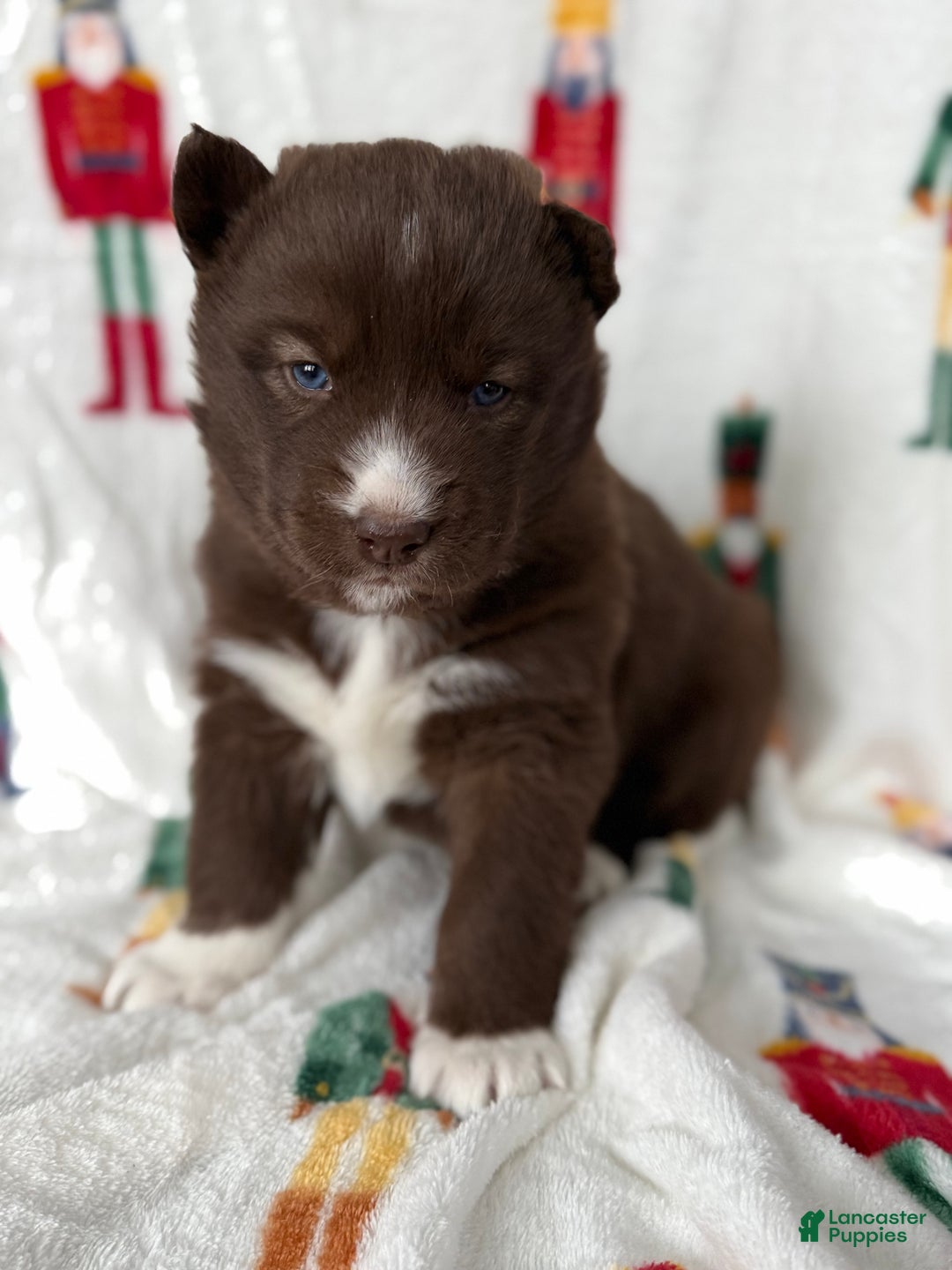 Siberian Husky dogs for sale: Nutmeg - Ad 1