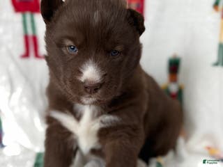 Siberian Husky dogs Nutmeg - Ad 31