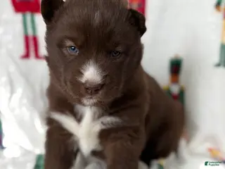 Siberian Husky dogs Nutmeg - Ad 22