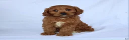 Cavapoo dogs for sale: Sugar - Ad 5