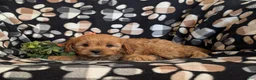 Cavapoo dogs for sale: Dolan - Ad 5