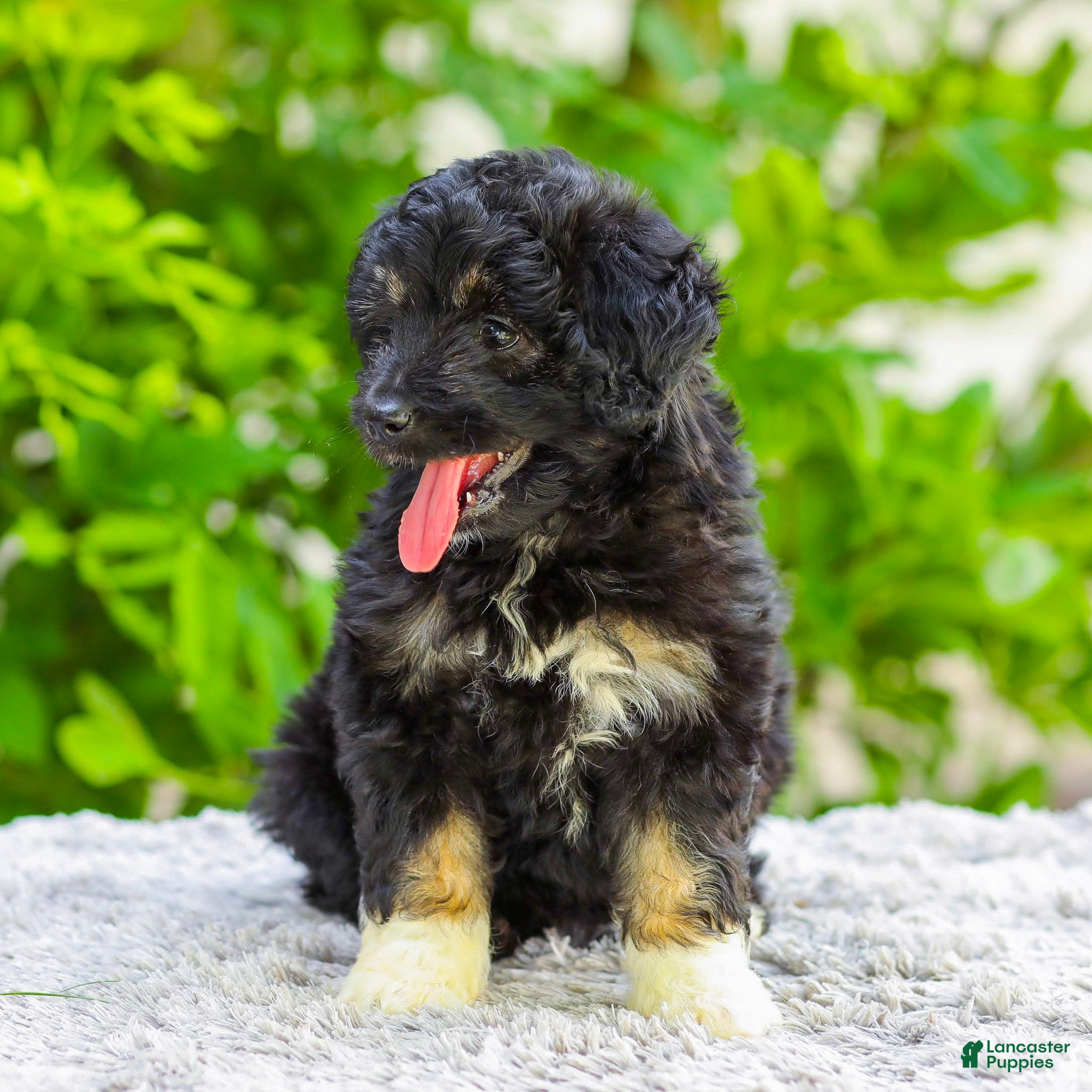 Mini Aussiedoodle dogs Vanessa - Ad 2