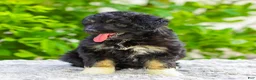 Mini Aussiedoodle dogs for sale: Vanessa - Ad 2