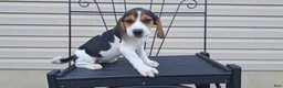 Beagle dogs for sale: LUCY - Ad 5
