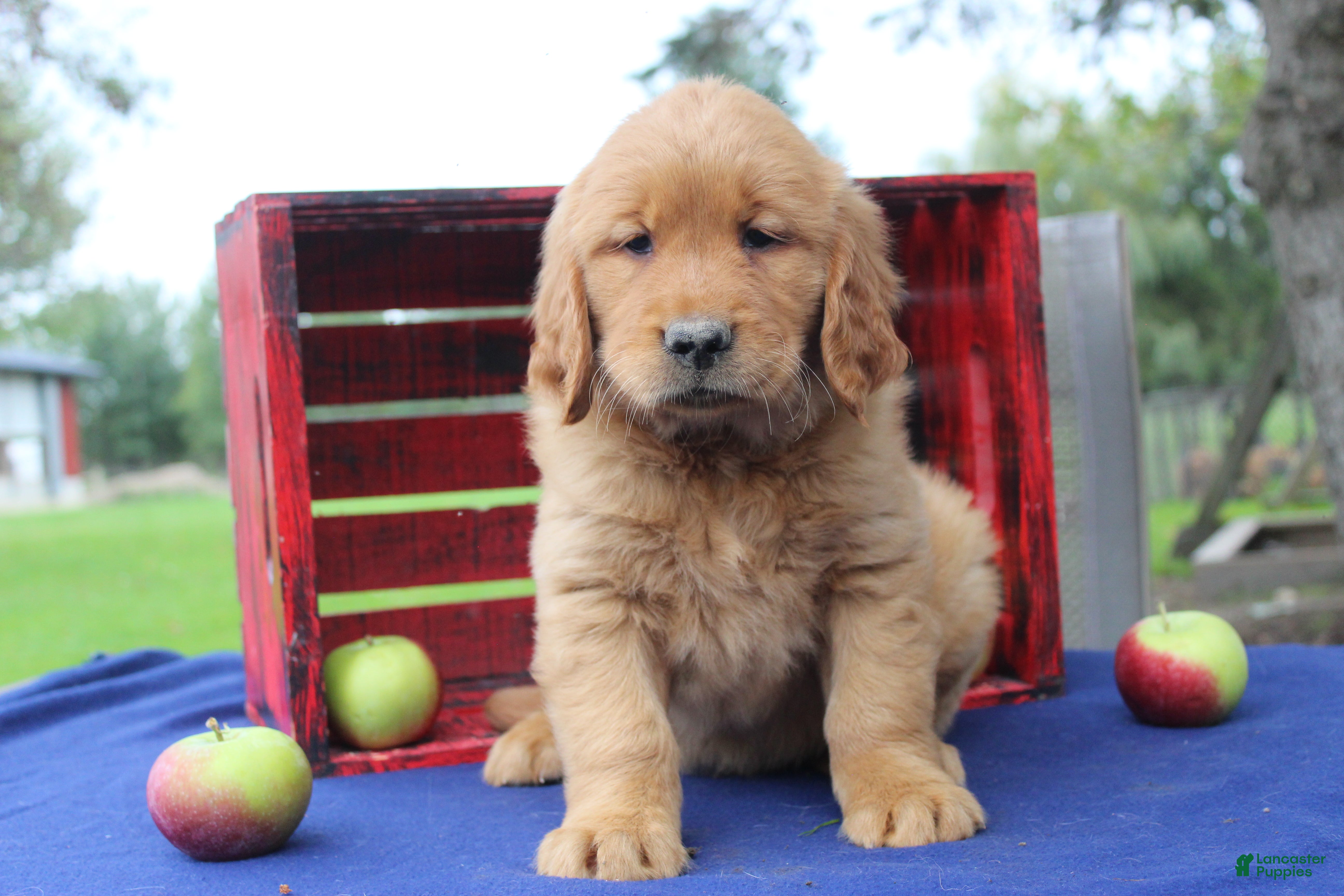 Golden Retriever dogs for sale: S’mores - Ad 2
