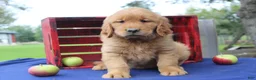 Golden Retriever dogs for sale: S’mores - Ad 1