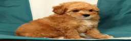 Miniature Poodle dogs for sale: Bobby - Ad 7
