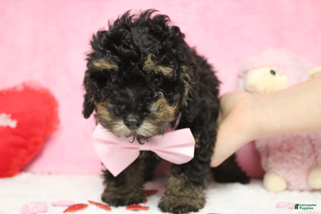 Toy Poodle dogs for sale: Jasper - Ad 6