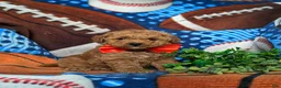 Toy Poodle dogs for sale: Northrop 9 lbs Full Grown - Ad 3